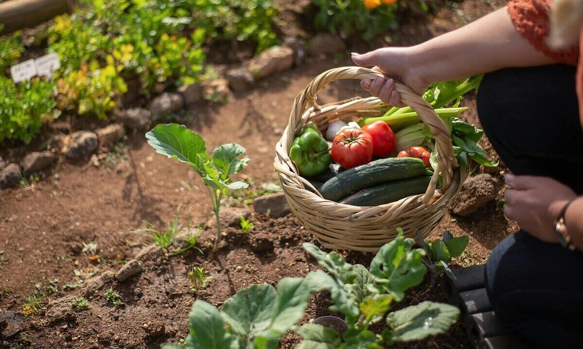 Pomodori e agricoltura biologica